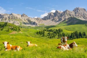 Scenery Alps with cow on green field